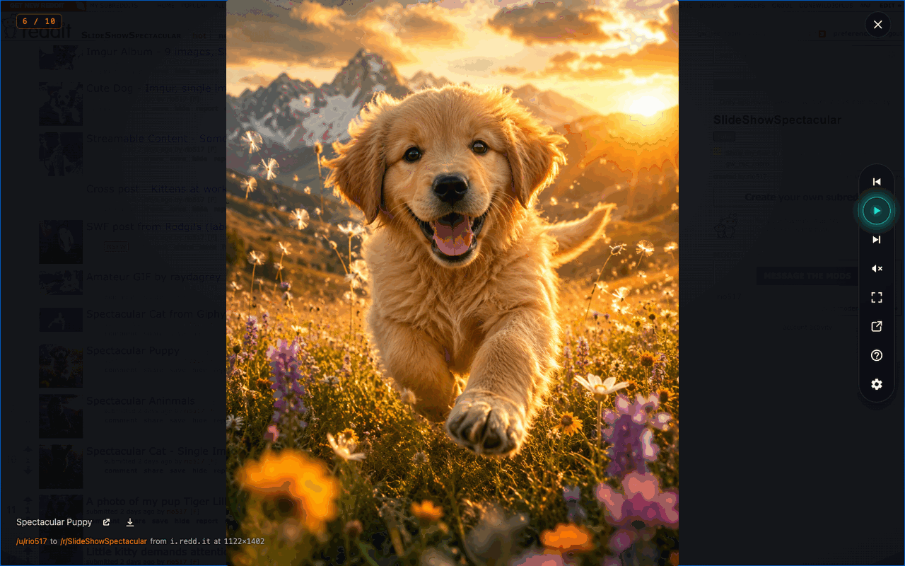 The slideshow running full-screen over r/SlideShowSpectacular: a golden-retriever puppy bounding through a sunlit meadow, with the position counter top-left, the control rail down the right, and a byline reading /u/rio517 to /r/SlideShowSpectacular from i.redd.it at 1122×1482.